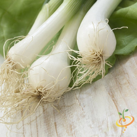 Onion - Lisbon, White (Bunching) - SeedsNow.com