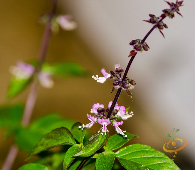 Basil - Herb Mix.