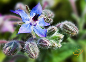 Borage.