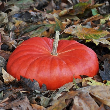 Pumpkin - Cinderella - SeedsNow.com