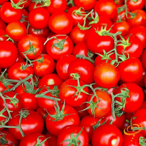Tomato Marglobe Supreme Seeds | Indeterminate, Juicy, Reliable Tomato