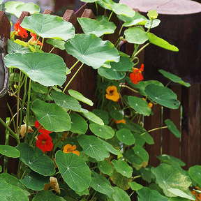 Close-up of Nasturtium Tall Trailing Mix flower seeds showing vibrant, trailing nasturtium flowers and green foliage.