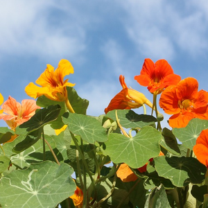 Nasturtium - Whirlybird - SeedsNow.com